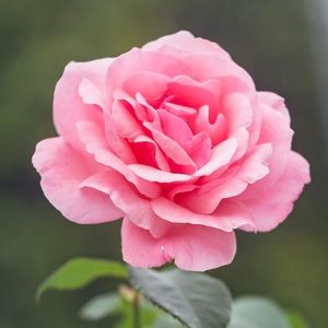 Meet your Posher, Carolina